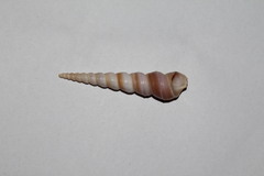 Turritella duplicata