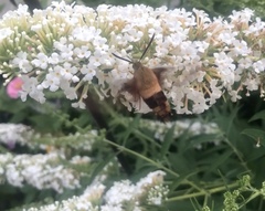 Hemaris thysbe