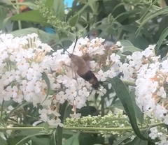Hemaris thysbe