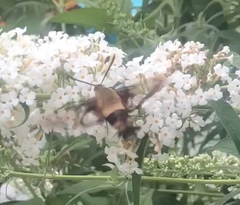 Hemaris thysbe