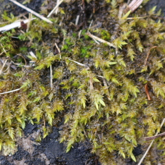 Calliergonella cuspidata