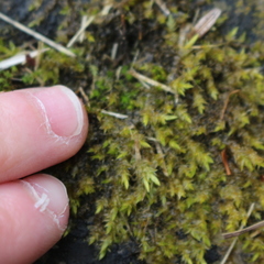 Calliergonella cuspidata