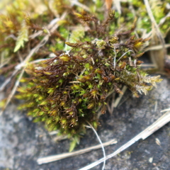 Bryophyta