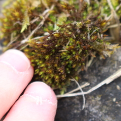Bryophyta