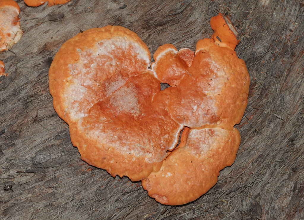 Trametes coccinea · April 2025 · photo: © lachlancopeland (iNaturalist, cc-by-sa)