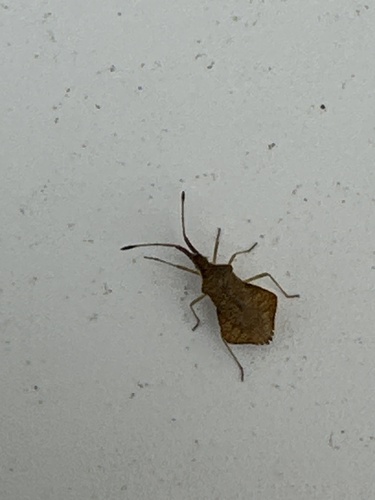 Rhombic Leatherbug, Ameland, Nes, Friesland, NL, photo 9 of 10