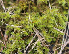 Rhytidiadelphus squarrosus