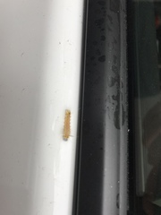 Halysidota tessellaris