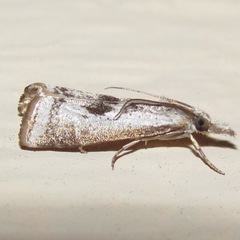 Microcrambus croesus