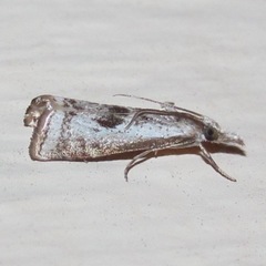 Microcrambus croesus