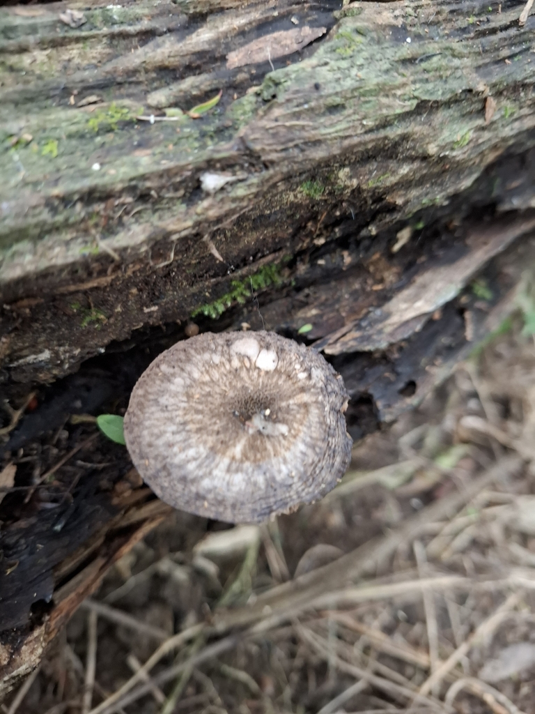 Pluteus velutinornatus · April 2025 · photo: © armillariabianca (iNaturalist, cc0)