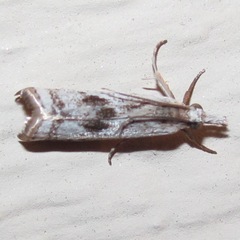 Microcrambus croesus