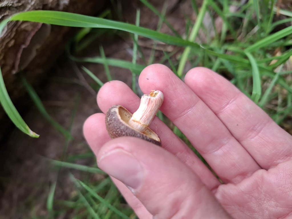 Gymnopilus purpuratus · April 2025 · photo: © armillariabianca (iNaturalist, cc0)