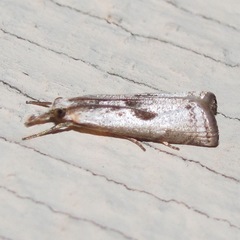 Microcrambus croesus