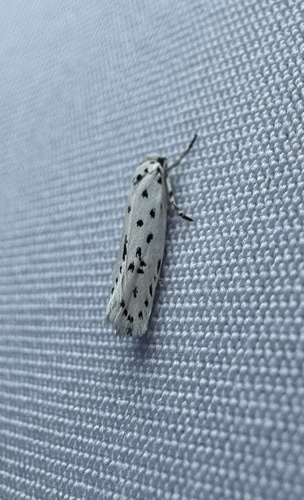 Ethmia apicipunctella photo 2