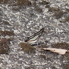Polyura narcaea