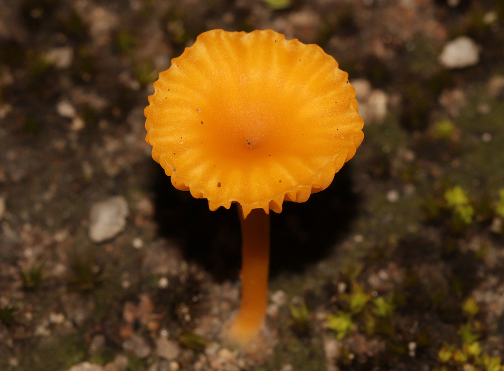 Lichenomphalia chromacea · April 2025 · photo: © lachlancopeland (iNaturalist, cc-by-sa)