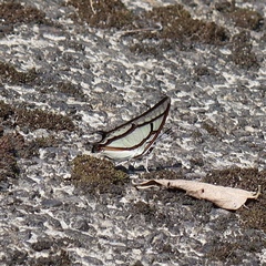 Polyura narcaea