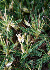 Astragalus genargenteus