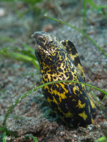 Marbled Snake Eel (Callechelys marmorata)
