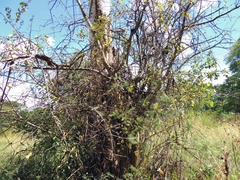 Commiphora africana