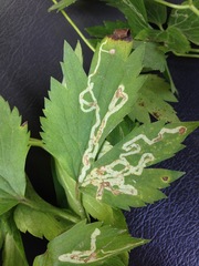 Phytomyza loewii