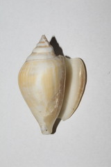 Laevistrombus turturella