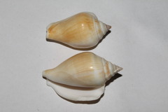 Laevistrombus turturella