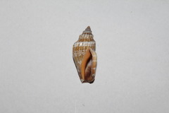 Mitra