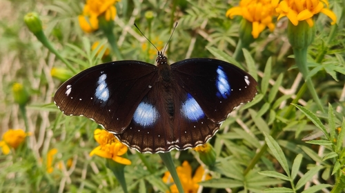 Great Eggfly