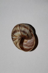 Helix cincta