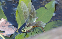 Anax gibbosulus