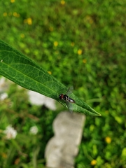 Ocyptamus dimidiatus