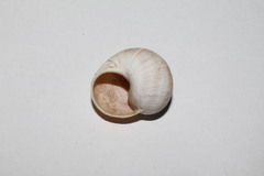 Helix cincta