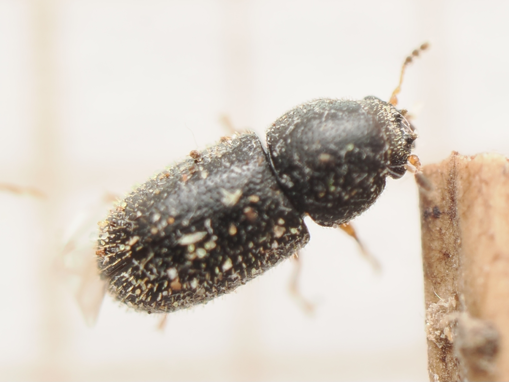 Sulcacis nitidus
