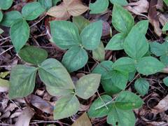 Desmodium axillare