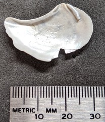 Heteroclidus punctatus