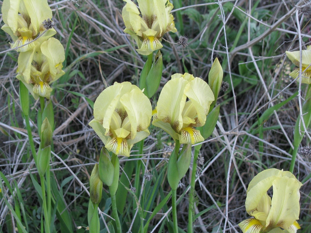 Iris reichenbachii