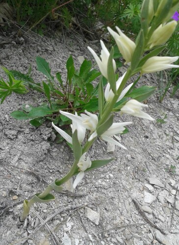 Eastern Hooded Helleborine (Cephalanthera epipactoides)
