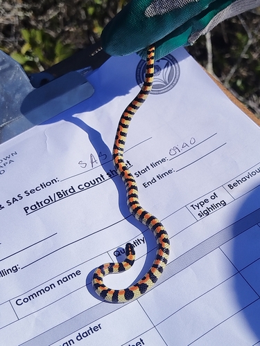 Spotted Harlequin Snake