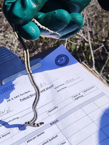 Spotted Harlequin Snake