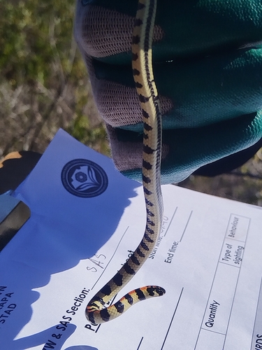 Spotted Harlequin Snake