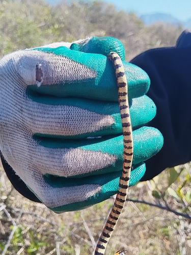 Spotted Harlequin Snake
