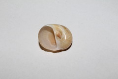 Natica fulminea