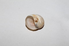 Natica fulminea