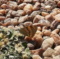 Colotis vesta mutans