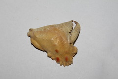 Calappa granulata