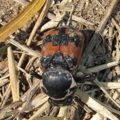 Nicrophorus marginatus