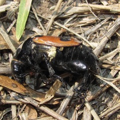 Nicrophorus marginatus