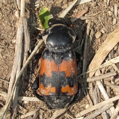 Nicrophorus marginatus